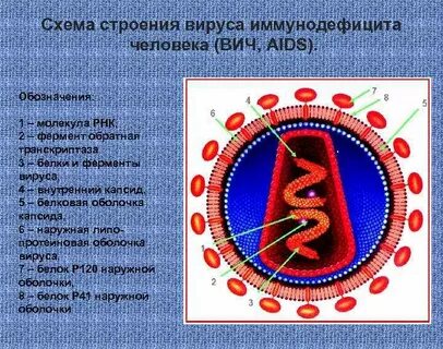 Размеры и строение вируса