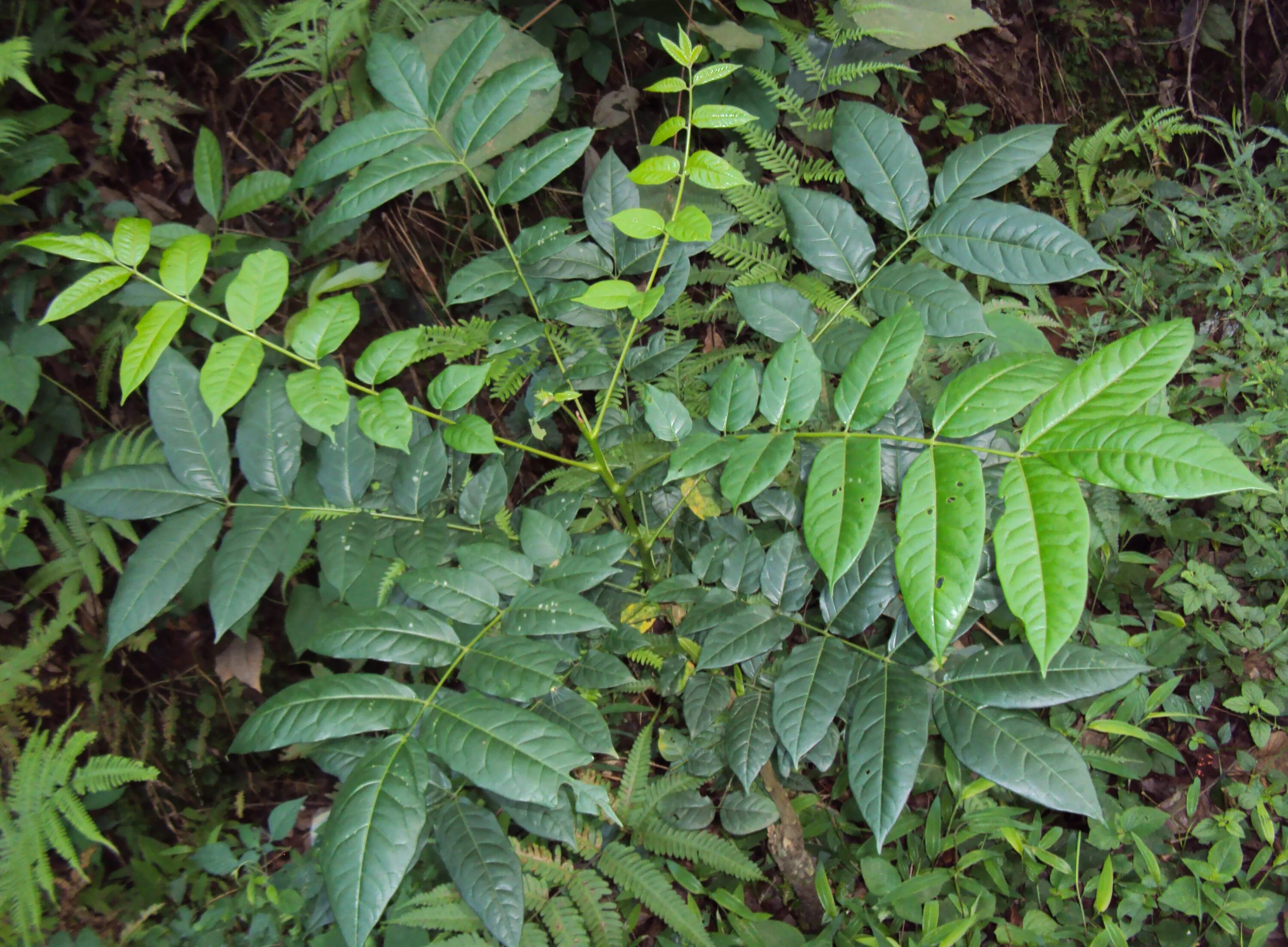 Ясень китайский тип питания. Ailanthus Triphysa. Ailanthus Excelsa дерево. Колючий ясень. Китайский ясень фото.