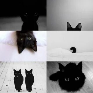 Мем с черным котом