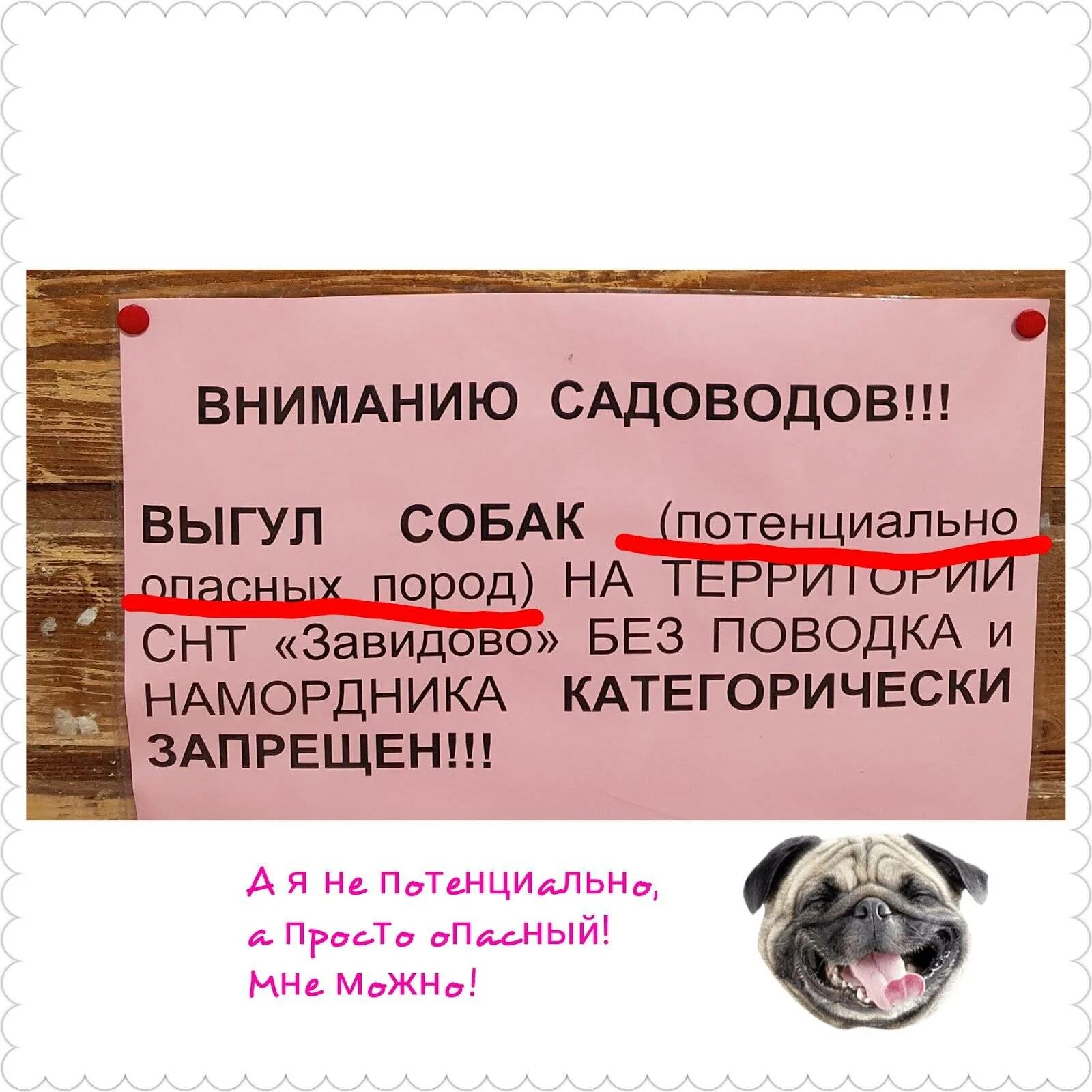 Выгул без поводка статья. Выгул собак объявление. Объявление по выгулу собак. Выгул собак реклама. Объявление про выгуливание собак.