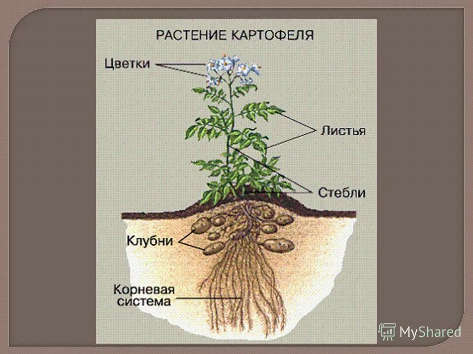 Корневые клубни картофель. Тип корневой системы у картофеля. Корневая система картофеля. Строение картофельного растения. Тип корневой системы у картофеля.