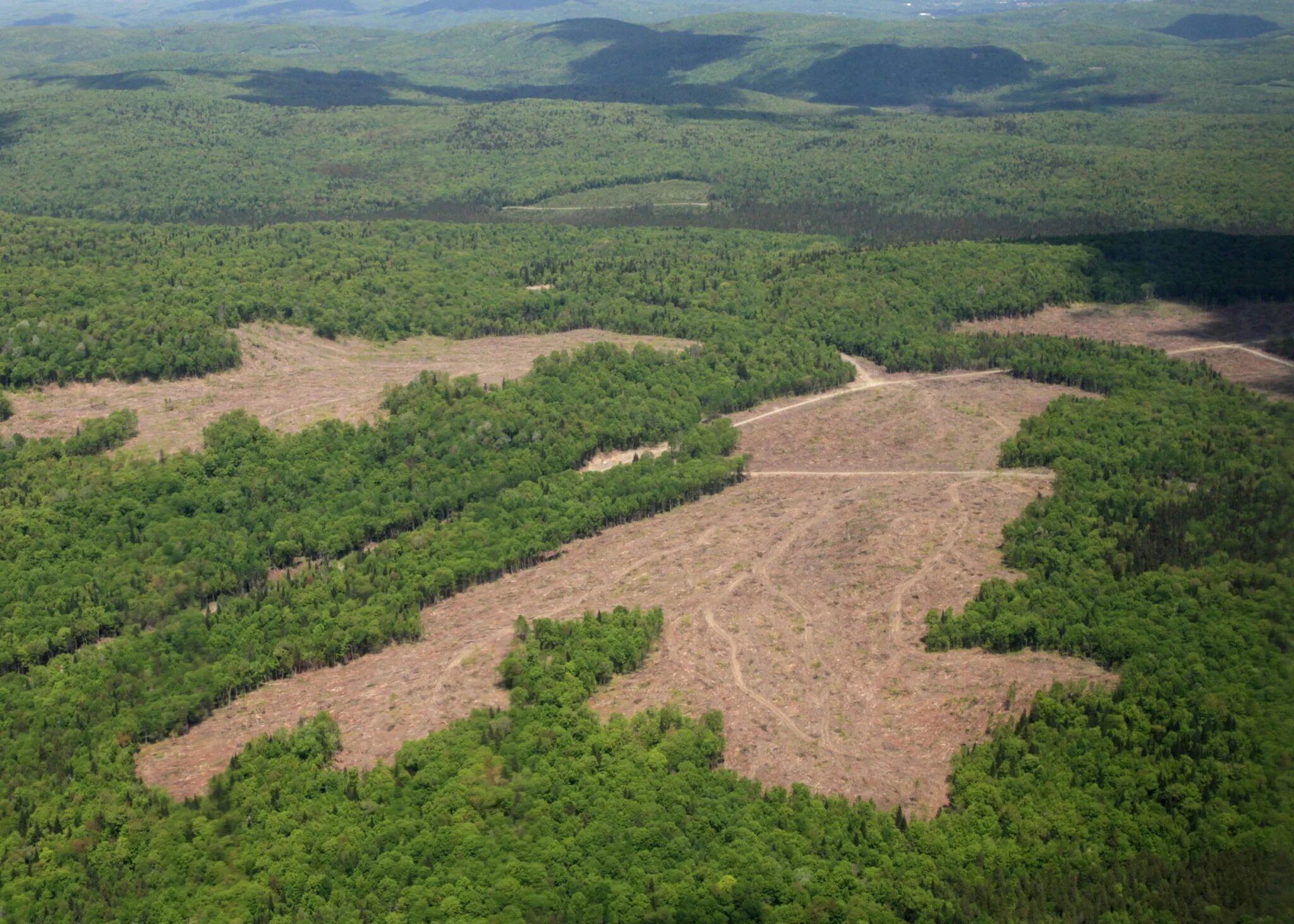 Clear cutting. Камбоджа Обезлесие. Deforestation animals. Deforestation in USA. @Deforestation_Vandalic.