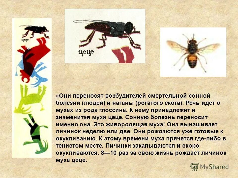 трипаносомоз сонная болезнь. переносчик малярии муха цеце. африканская сонная болезнь муха цеце. африканская сонная болезнь муха цеце. возбудителей сонной болезни переносят.