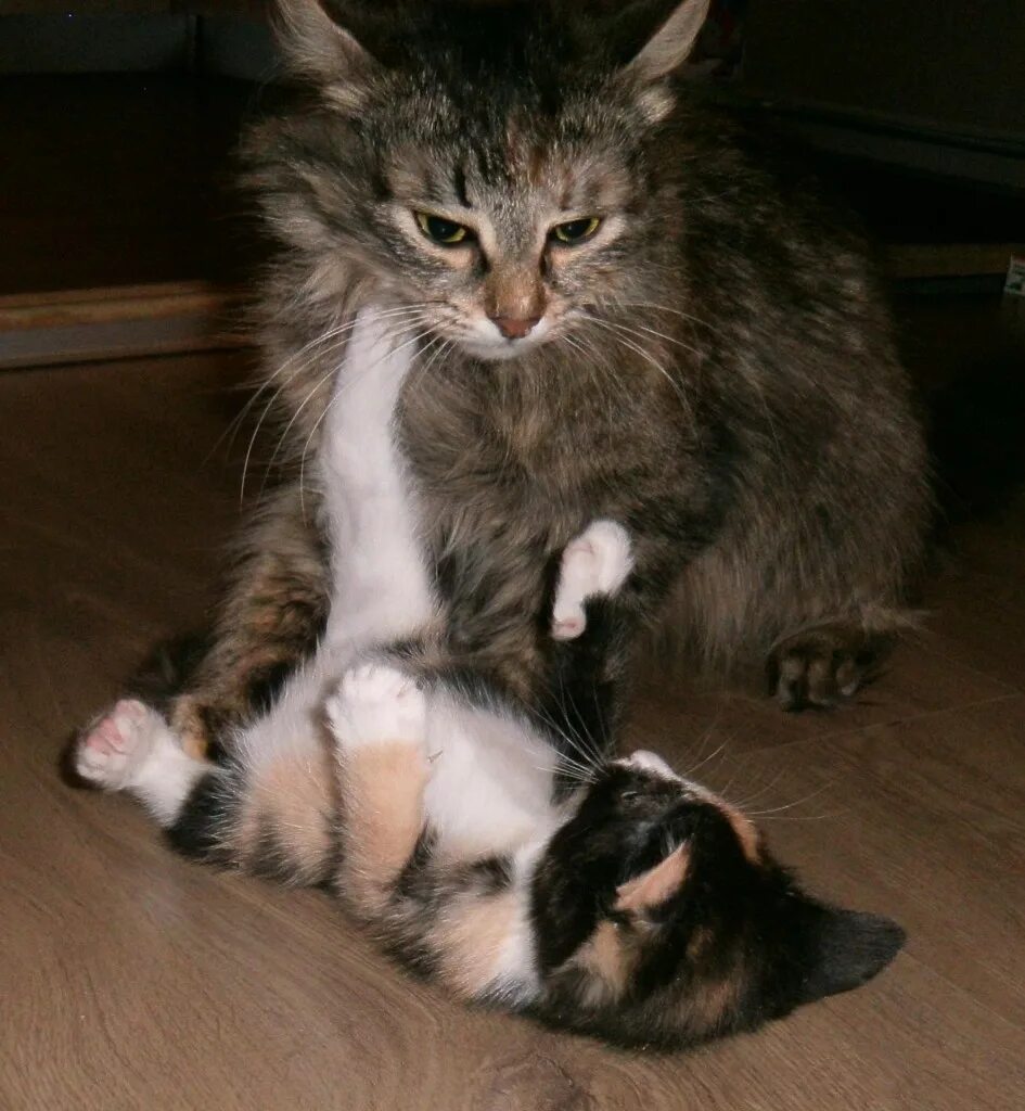 Звук кошки. Кошка зовут. Мама кошка и котенок. Звуки котят зовущих маму. Звуки котят зовущих маму.