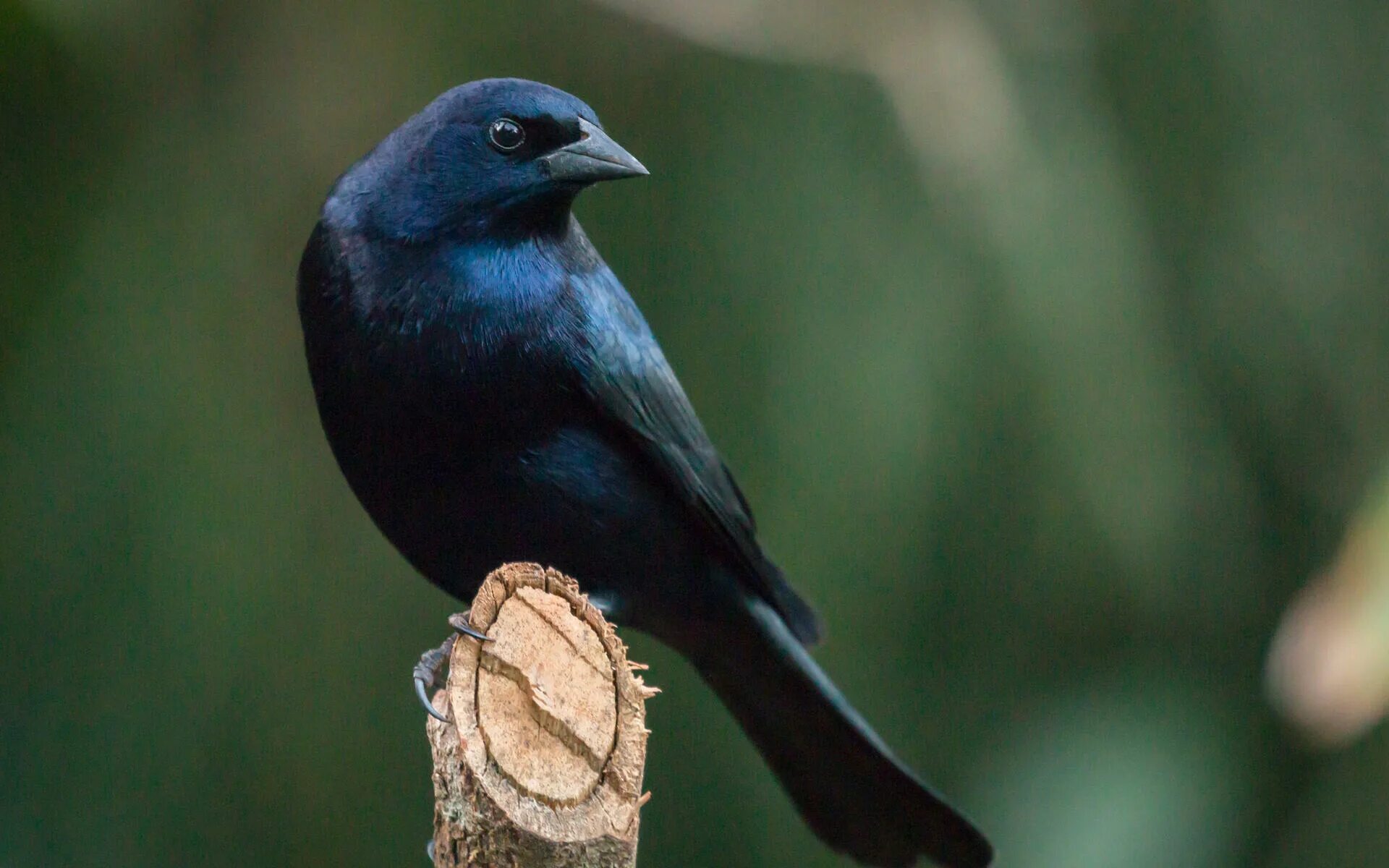 Shining bird. Птица Molothrus bonariensis. Коровья птица. Cowbirds. Cowbird.