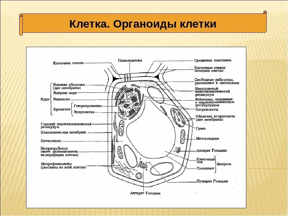 Схема строения растительной клеткиехэ. Растительная клетка строение и функции органоидов. Строение растительной клетки ЕГЭ биология. Растительные клетки схемы ЕГЭ биология.