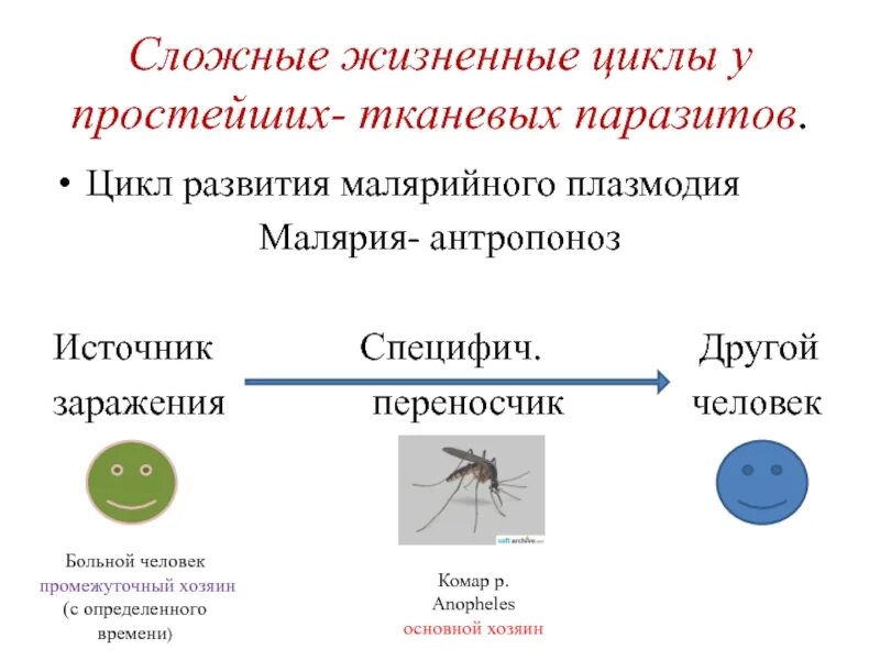 Можно ли считать комара промежуточным хозяином. Жизненный цикл трехдневной малярии. Жизненный цикл малярийного комара. Циклы паразитов. Основной хозяин малярийного плазмодия.