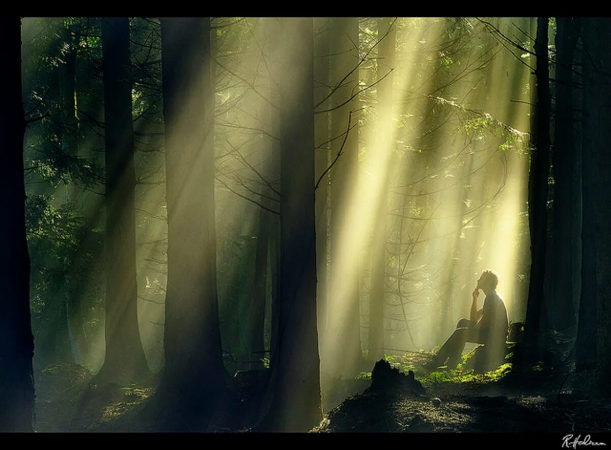 Тишина леса. Утро в лесу. Пейзаж туман. Турсунтский туман озеро. Озеро туман хмао.