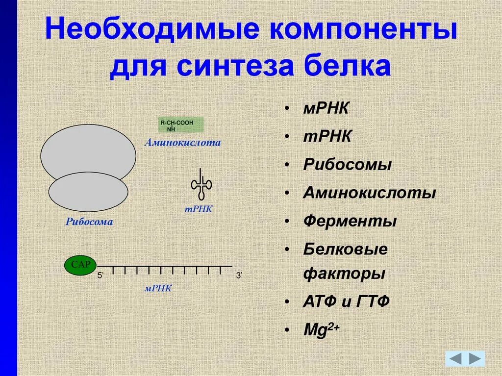 Для чего нужен синтез. Компоненты необходимые для синтеза белка. Элементы необходимые для биосинтеза. Синтез белков в рибосомах. Факторы синтеза белка.