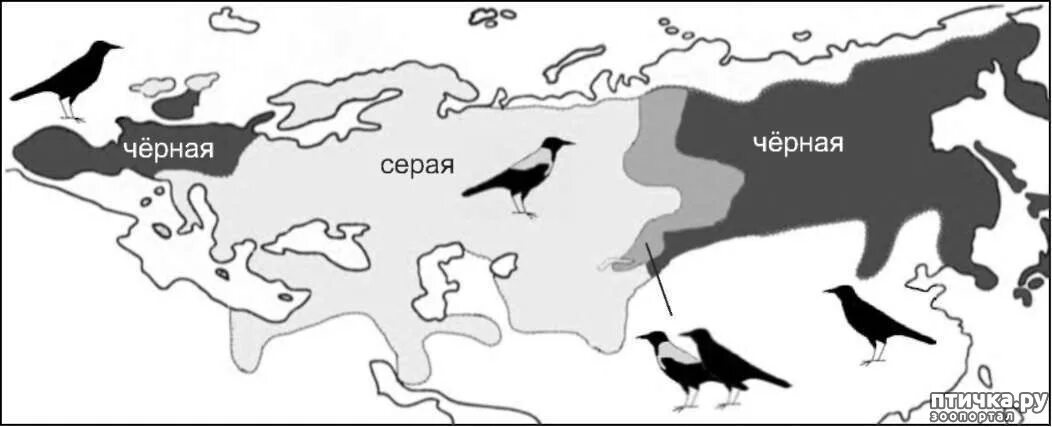 На каком материке обитает ворон обыкновенный впр. Ареал обитания серой вороны. Серая ворона ареал обитания. Ареал обитания Воронов в России. Ареал распространения серой вороны.