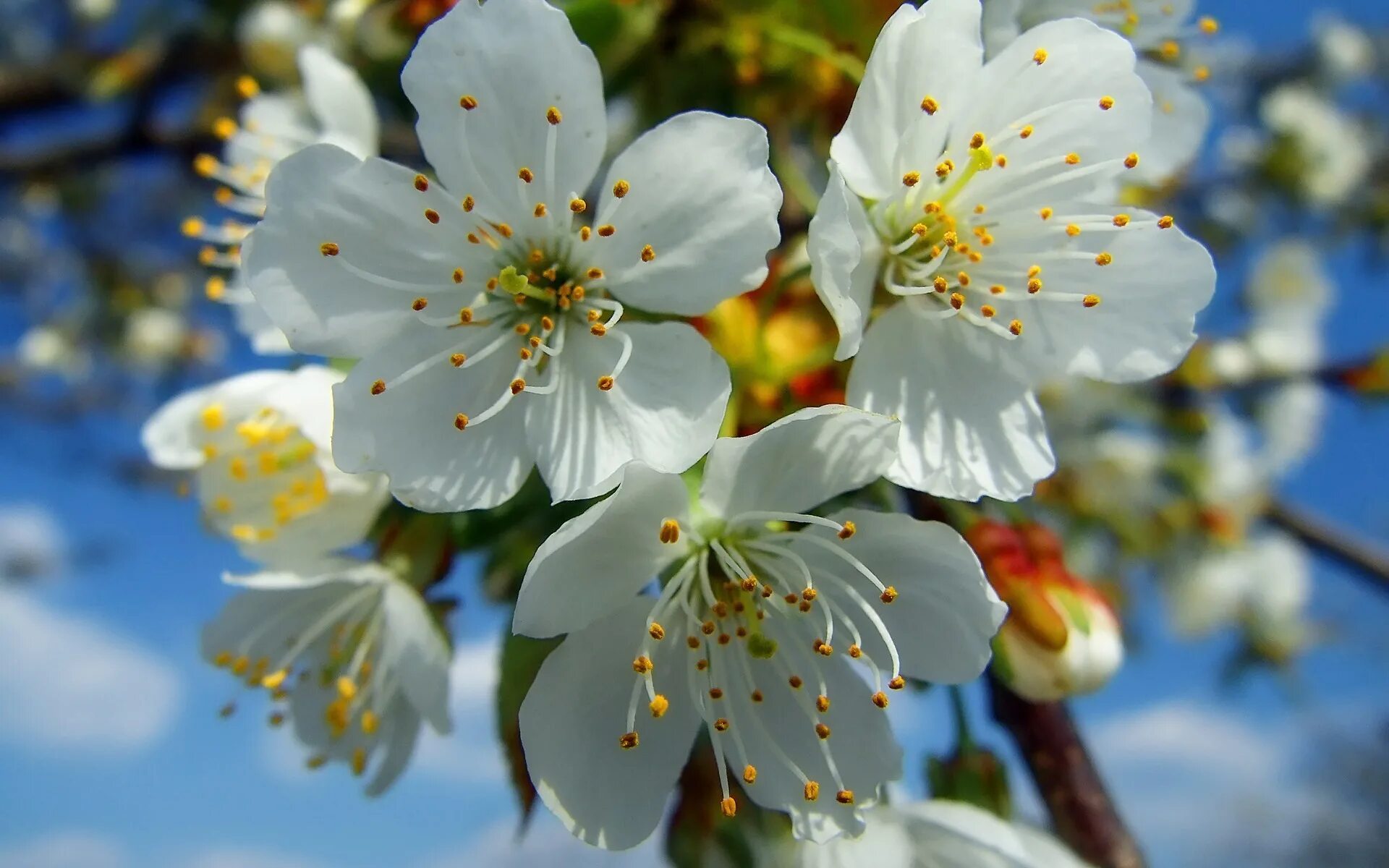 Bahor rasmlar. Весенние цветы. Цветущая яблоня.