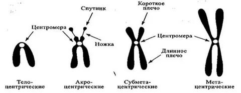 Центр хромосомы