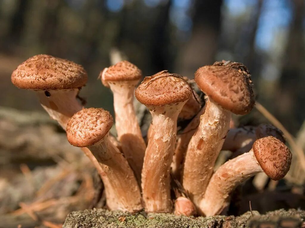 Armillaria mellea. Опята грибы. Грибница опенка. Грибница опенка. Гриб опёнок осенний.