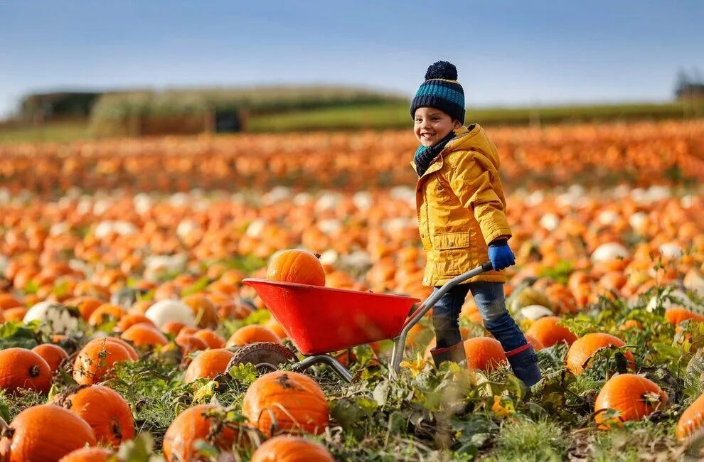 Осенний сбор урожая. Осенью забирают урожай. Осень собираем урожай. Осень урожай дети. Начинается сбор урожая