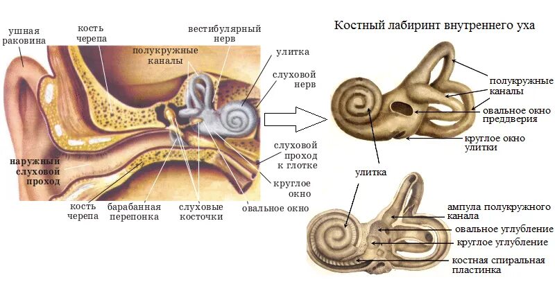 Преддверие функции. Слуховой анализатор строение улитки. строение внутреннего уха преддверие полукружные каналы. строение уха полукружные каналы. слуховой анализатор улитка строение и функции.