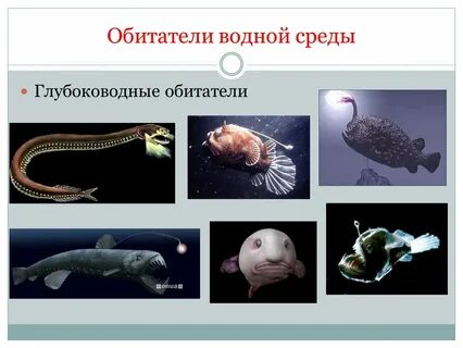 1 обитатель водной среды