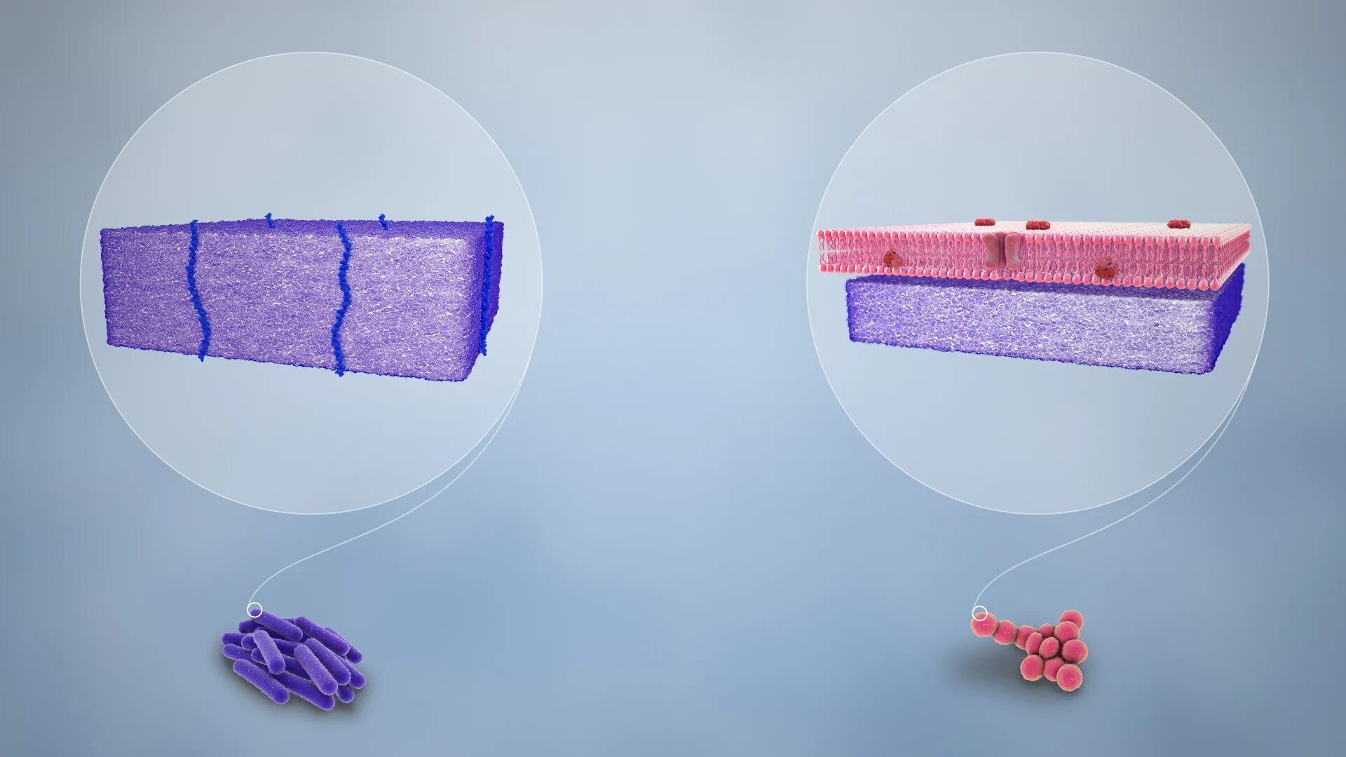 Gram staining. Позитивное окрашивание клеток. Методы грамма микробиология. Грамположительные бактерии. Клеточная стенка окраска