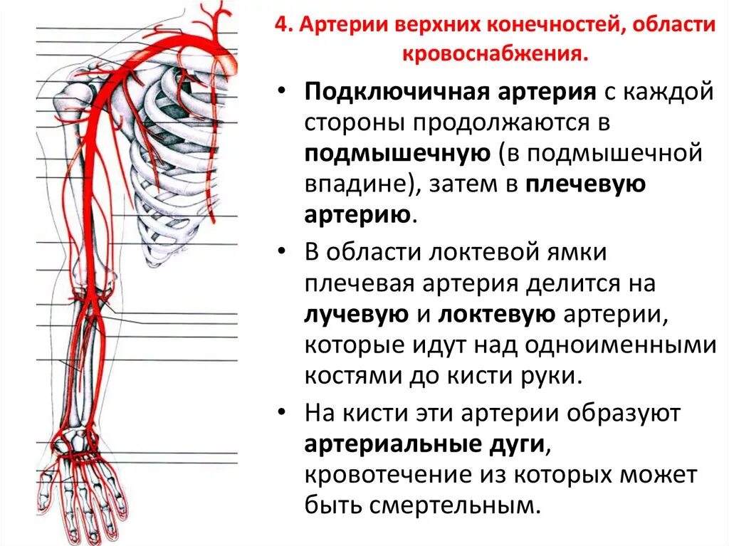 Схема артериального кровотока верхней конечности. Кровоснабжение верхней конечности топографическая анатомия. Схема сосудов подключичной артерии. Подключичная артерия: топография, кровоснабжения..