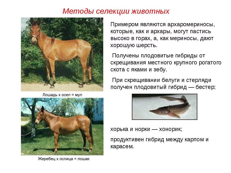 Методы селекции отбор и гибридизация. Методы селекции животных близкородственное скрещивание. Методы селекции животных инбридинг. Метод селекции искусственный отбор примеры. Методы выведения пород животных.