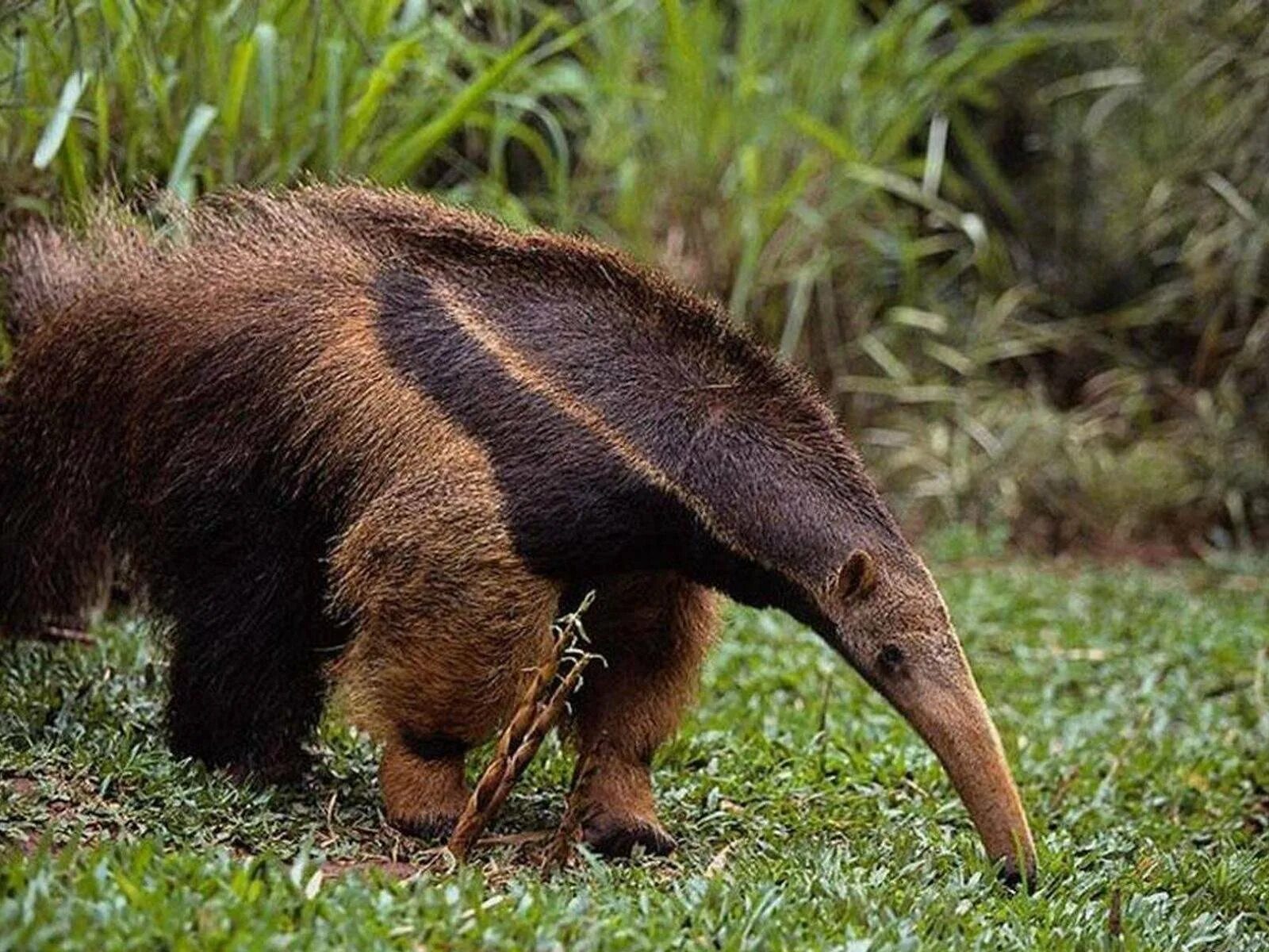 Гигантский муравьед Южной Америки. Муравьед Юруми. Giant Anteater. Животные Южной Америки муравьед. Кто живет в южной америке животные