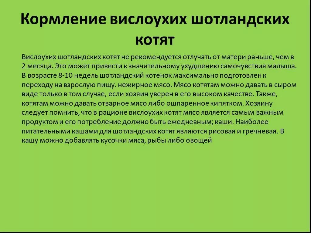 Чем кормить шотландского котенка 2 месяца в домашних условиях. Чем кормить котенка 2 мес шотландского. Как кормить котенка 1 5 месяца кормом. Кормление котят 1.5 месячных. Чем кормить котенка без мамы