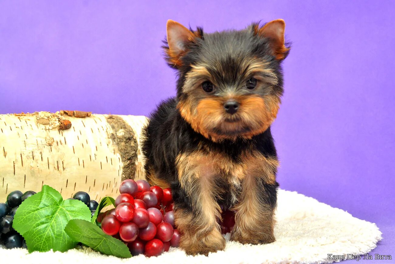 йоркширский терьер чемпион марсель. собака йоркширский терьер для детского сада. щенки йорка. жемчужина клязьмы питомник йоркширских терьеров. йоркширский терьер со щенками.