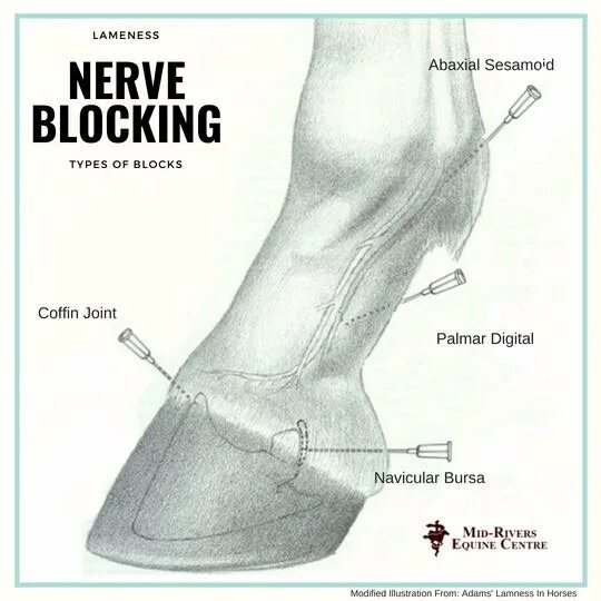 Blocking the horse. Transvaginal peduncle nerve Block.