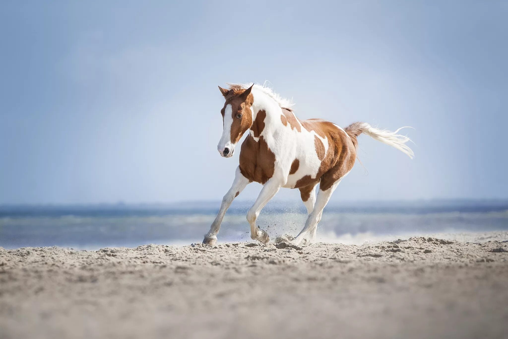 A horse is an animal. Лошадь бежит. Конь на берегу. Белая лошадь. Лошади и море.