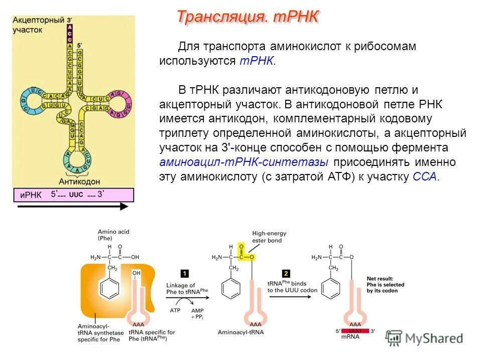 Рибосомы функции. Рибосомы функция аминокислот. Структура и функции рибосом. Строение органоида рибосомы. Рибосомы функции.