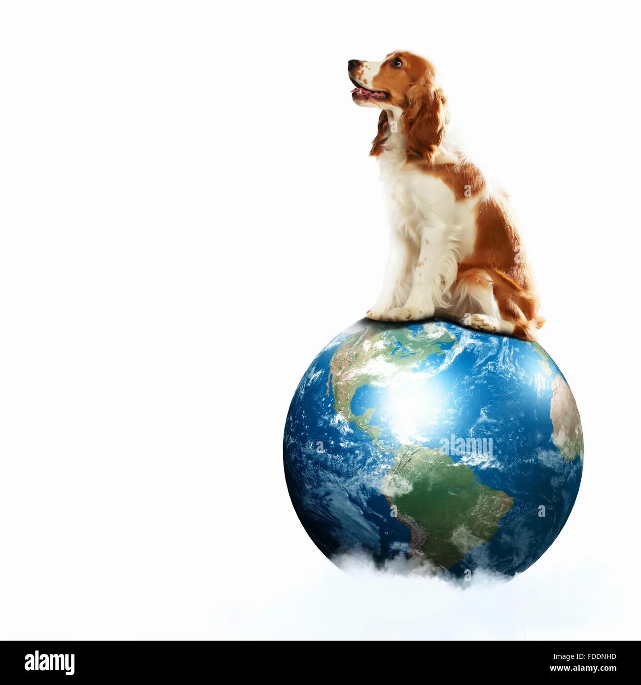 Собака на земном шаре. Собака с земным шаром. Кролик на земном шаре. Изображение земного шара с собакой.