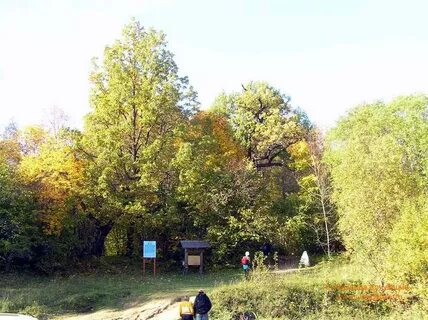 Кленовой горе