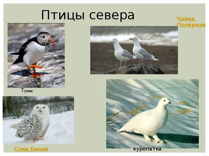Птицы севера карточки. Птицы северных стран. Птицы северных стран. Птицы юга и севера для дошкольников. Птицы северных стран.