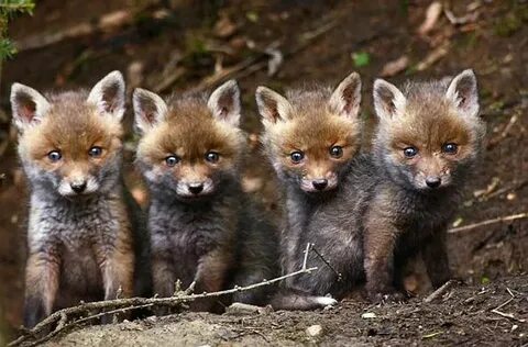 Little me fox