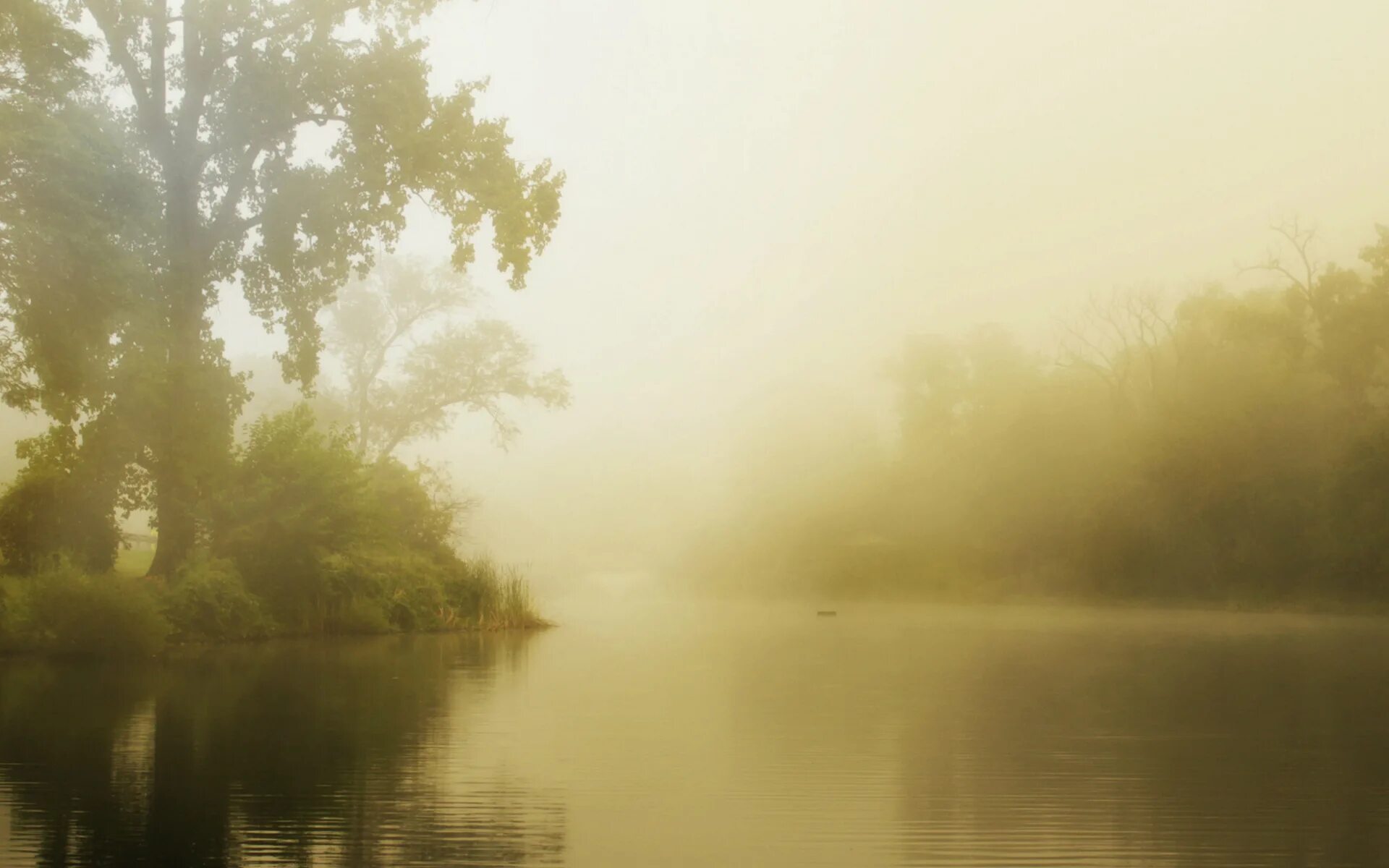 Лес туман лето. Утренний туман. Озеро в тумане. Туманный пейзаж. Туман на реке.