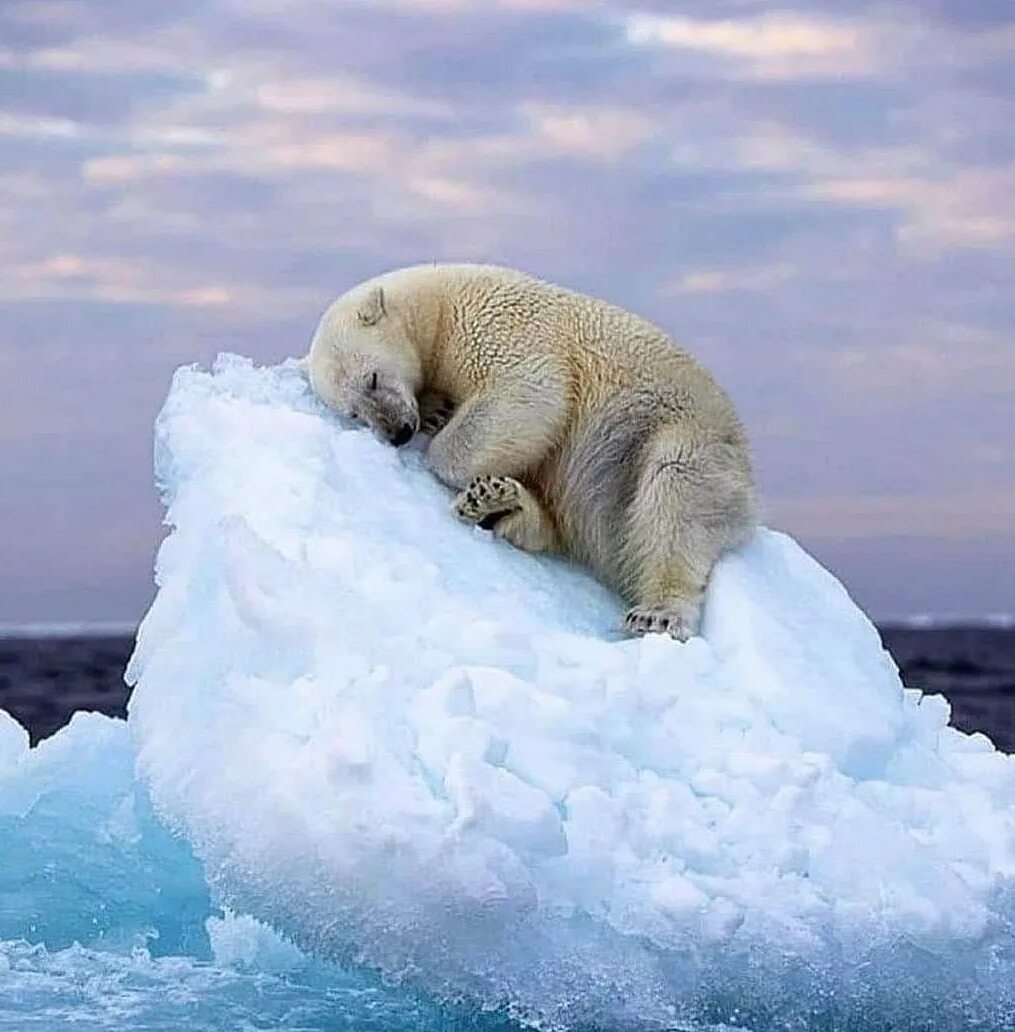 Холодный среди льдин. Северный Ледовитый океан белый медведь. Арктика Северный Ледовитый океан. Обитатели Северного Ледовитого океана. Северный Ледовитый океан Полярный медведь.