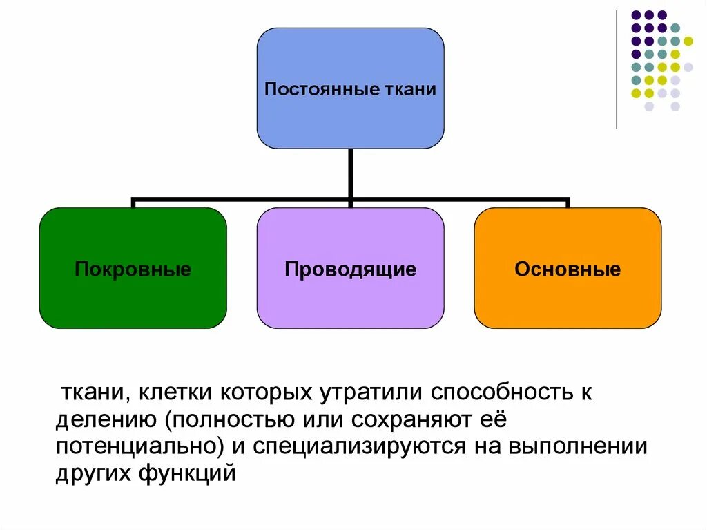 Какие работы относятся постоянной. Постоянные ткани. Постоянных тканей растений. Клетки утратившие способность к делению. Какие постоянные ткани растений.