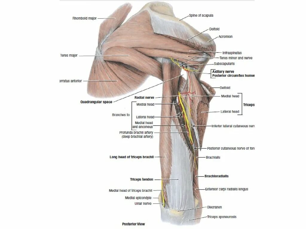 Анатомия верхней конечности. Топографическая анатомия верхней конечности. Топографическая анатомия плечевого пояса области. Область надплечья топографическая анатомия. Топографическая анатомия лопаточной области атлас.