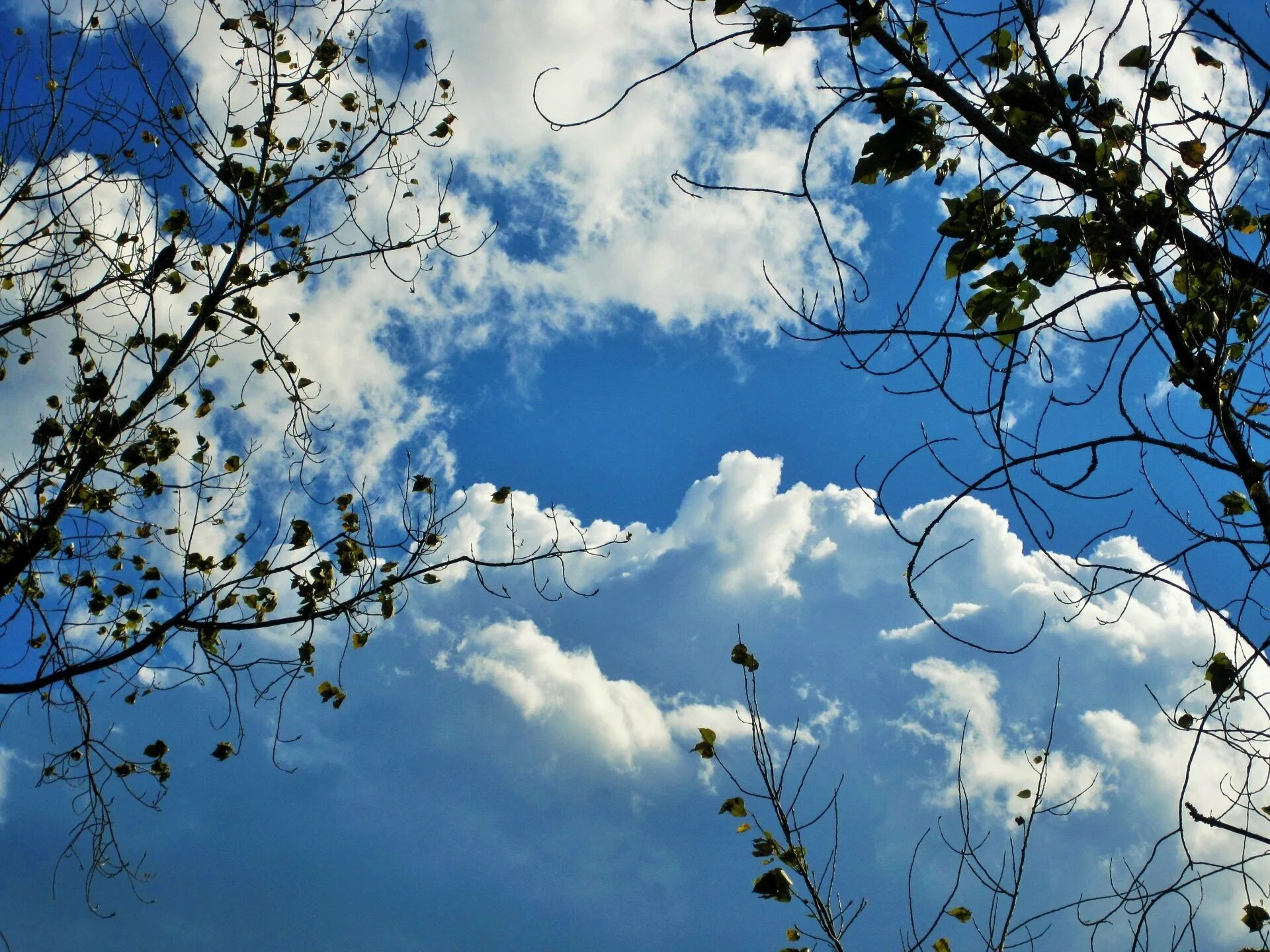 Весенние облака. Облака весной. И качаются на ветках облака.