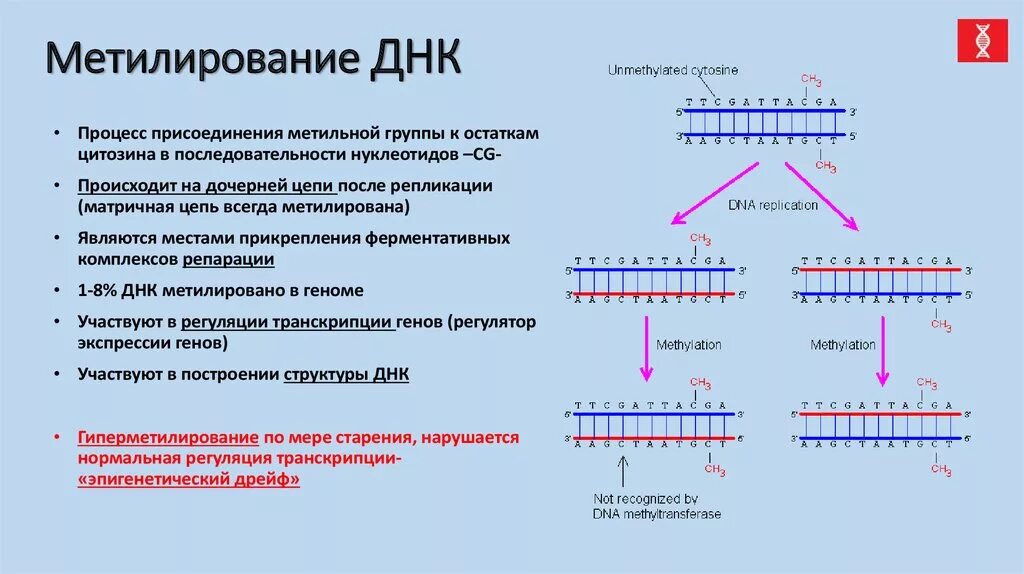 Транскрипция мутация. Схема метилирования ДНК. Репарация ДНК схема процесса. Метилирование нуклеотидов механизм. Механизм метилирования ДНК.