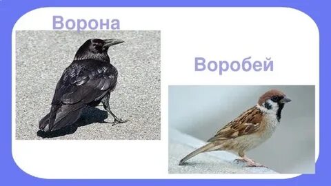 Как воробья ворона обидела