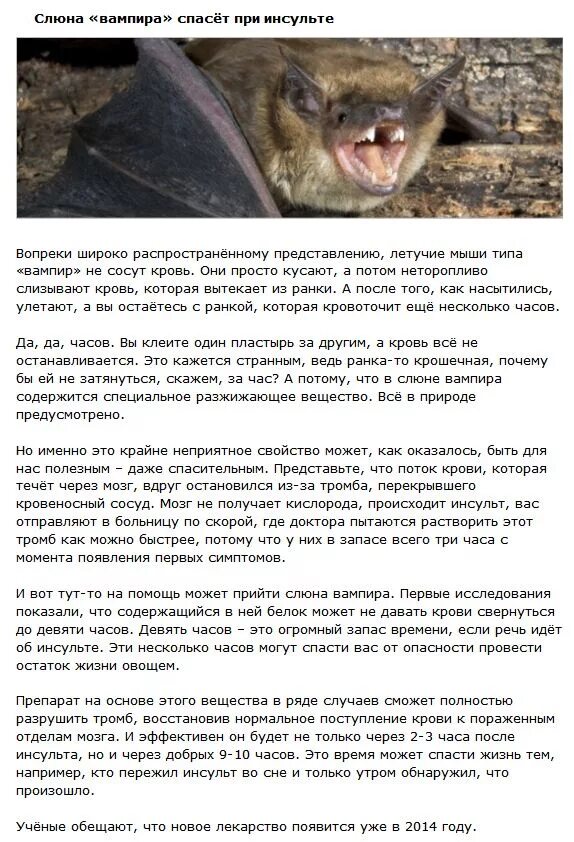 Грызуны вредители. Правда ли что мыши приносят только вред. Летучая мышь польза и вред для человека. Правда ли что мыши приносят только вред. Мышь в норке.