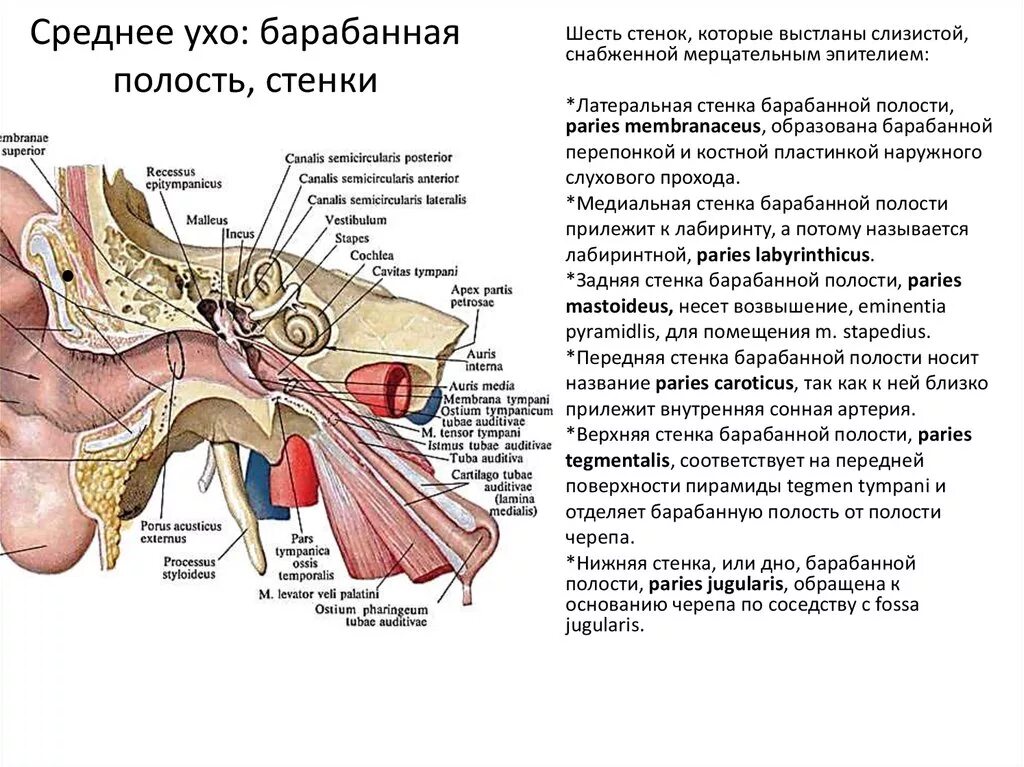 Строение полости среднего уха. Барабанная полость среднего уха анатомия. Строение среднего уха таблица. Хирургическая анатомия наружного и среднего уха стенки среднего уха. Какие структуры расположены в полости среднего уха