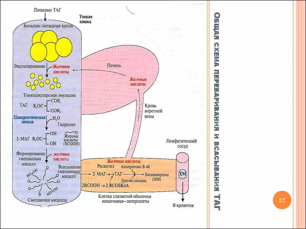 Ферменты эмульгирующий жиры. Желчные кислоты эмульгируют жиры. Общая схема переваривания и всасывания таг. Схема эмульгирования жиров под действием желчных кислот. Эмульгирование жиров схема.