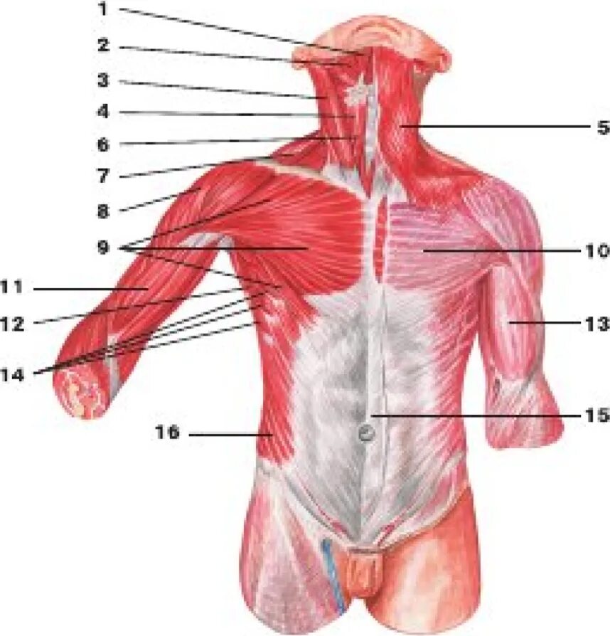 Фасции спины. Поверхностные мышцы грудины анатомия. Поверхностные мышцы груди анатомия. Грудинная фасция анатомия. Мышцы и фасции груди.