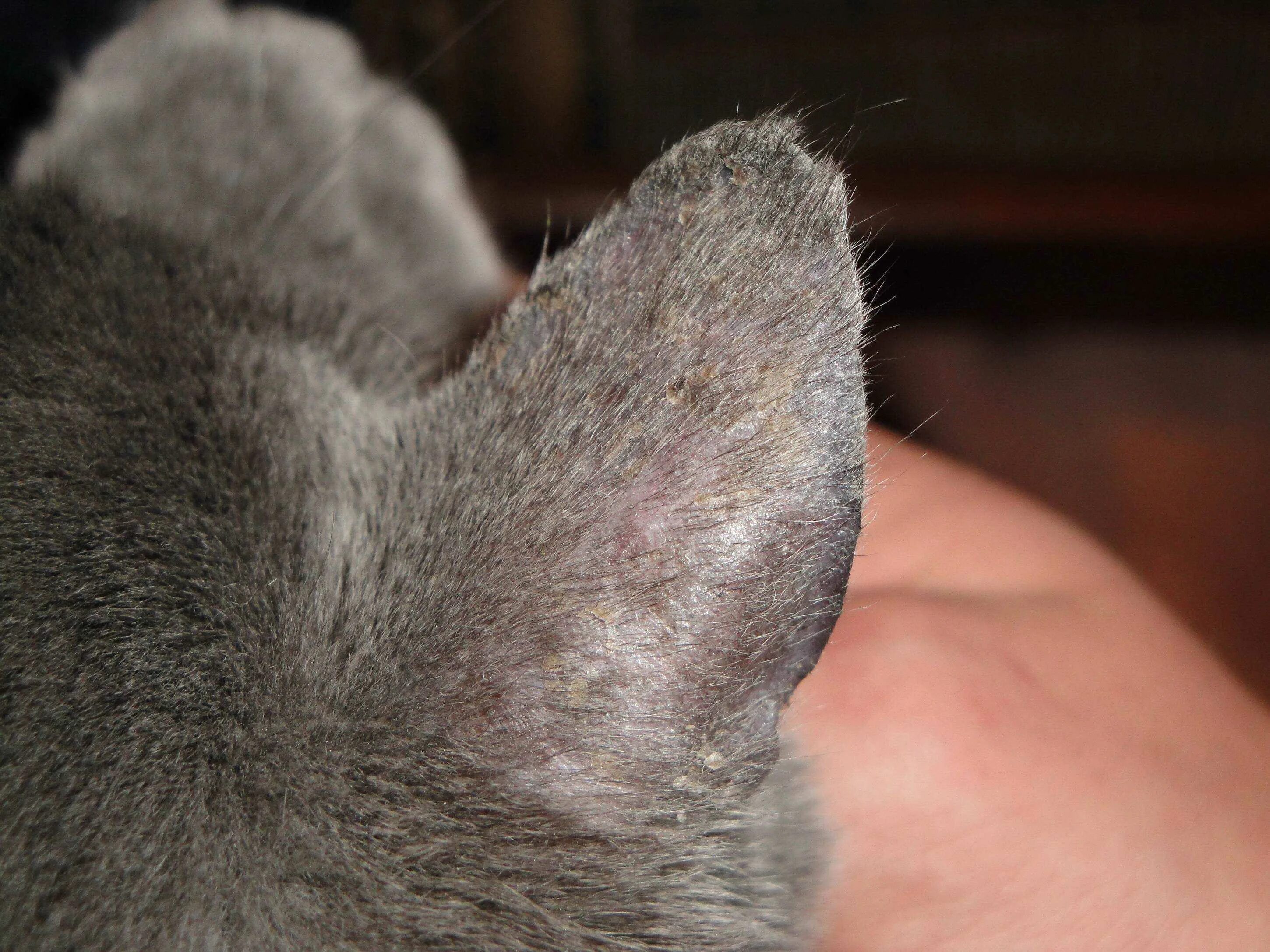 Кот чешет уши. Кошачий лишай микроспория. Микроспория (стригущий лишай) у кошек.