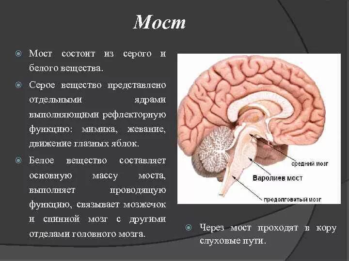 Мост мозга состоит из