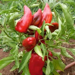 Go peppers
