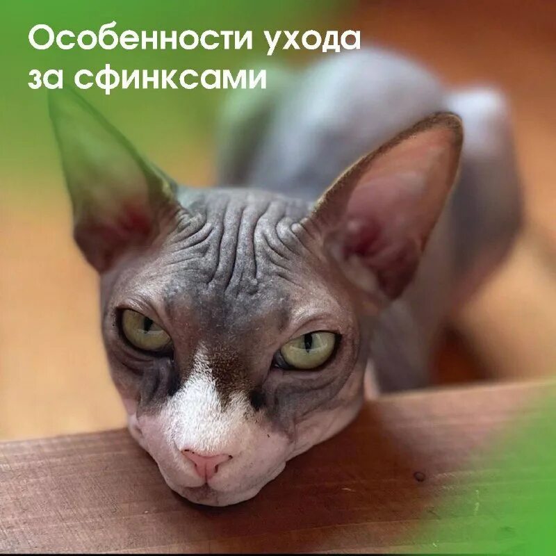 канадский сфинкс. потливость сфинкс. потливость сфинкс. британский сфинкс. донской сфинкс маленький.