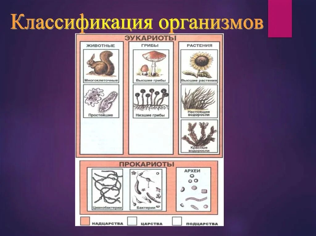 Систематика организмов биология. Классификация организмов. Классифицировать организмы. Классификация организмов 5 класс биология. Презентация систематика организмов.