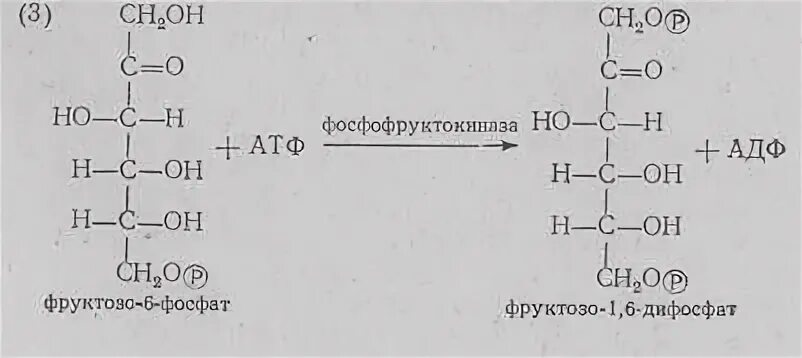 Превращение глюкозо 6 фосфата в фруктозо 6 фосфат. Фруктозо 6 фосфат АТФ фруктозо 1 6 дифосфат АДФ. Превращение фруктозо-6-фосфата во фруктозо-1.6-дифосфат. Превращение фруктозо-1.6-дифосфата во фруктозо-6-фосфат.